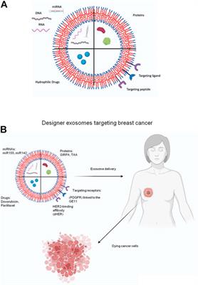 Advancement in exosome-based cancer therapeutics: A new era in cancer treatment